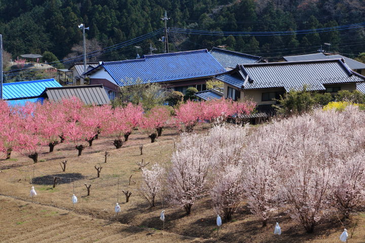 花桃畑と桜と集落の風景。大通領神社から