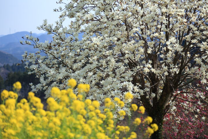 大内沢集落のモクレンと菜の花