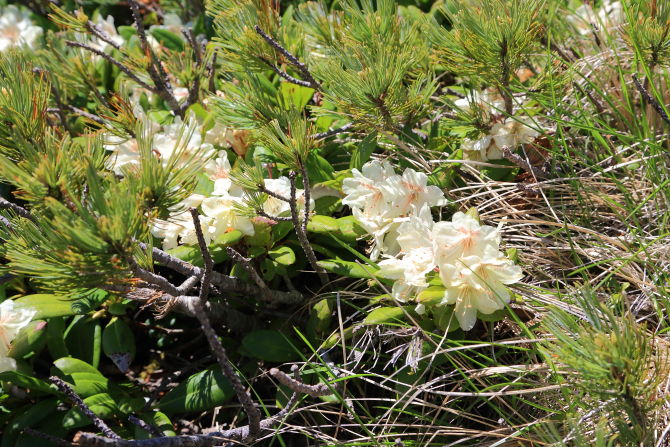 杣添尾根ハイマツの海の中に咲くキバナシャクナゲ