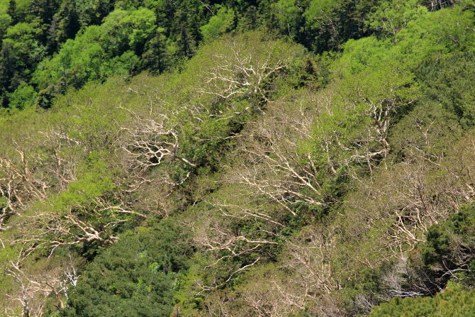 ダケカンバの新緑に彩られる杣添尾根の森