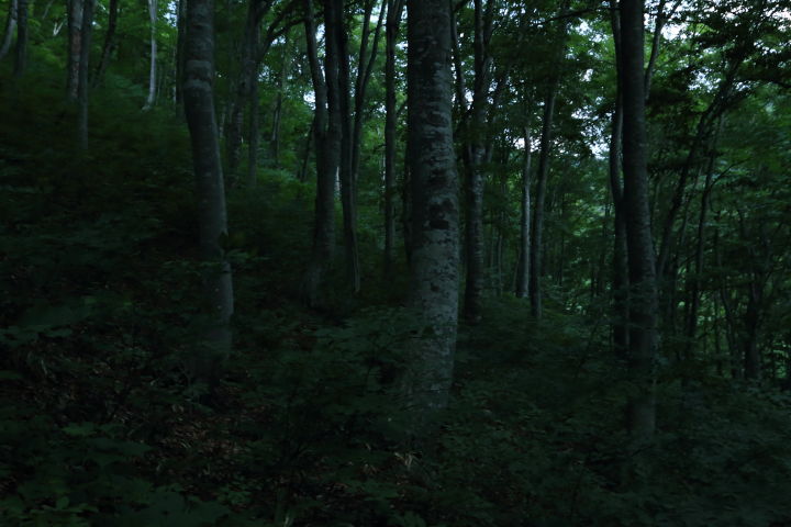 ブナの密林が広がる白毛門の登り序盤。登りがキツイしまだ薄暗い時間だから森を堪能する余裕はありませんでした