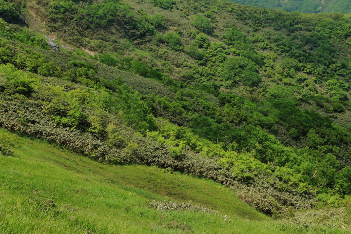 白毛門・笠ヶ岳・朝日岳灌木と草原が織りなす不思議な景色