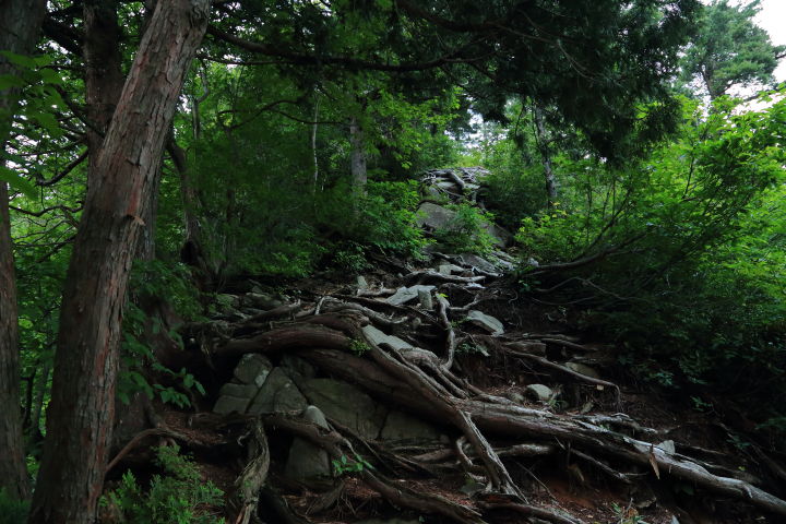 ブナの森を過ぎると木の根っ子が蔓延る岩場の登りが続きます