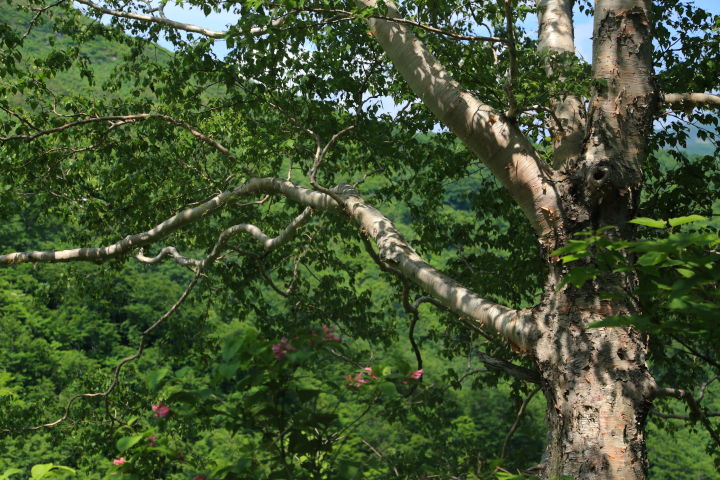 白い樹肌のダケカンバ