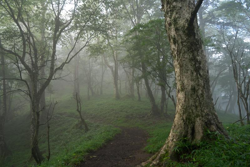 大菩薩嶺の霧の森