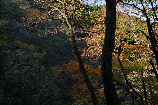 二子山・武川岳・伊豆ヶ岳暗い谷間に朝日が差し込んでくると、わずかに残った紅葉の木々が明るく輝き始めました
