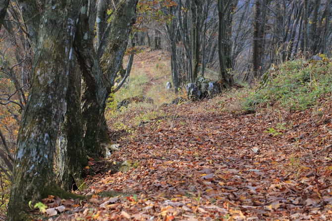 落ち葉に包まれた明るい尾根道を歩きながら武川岳を目指していきます