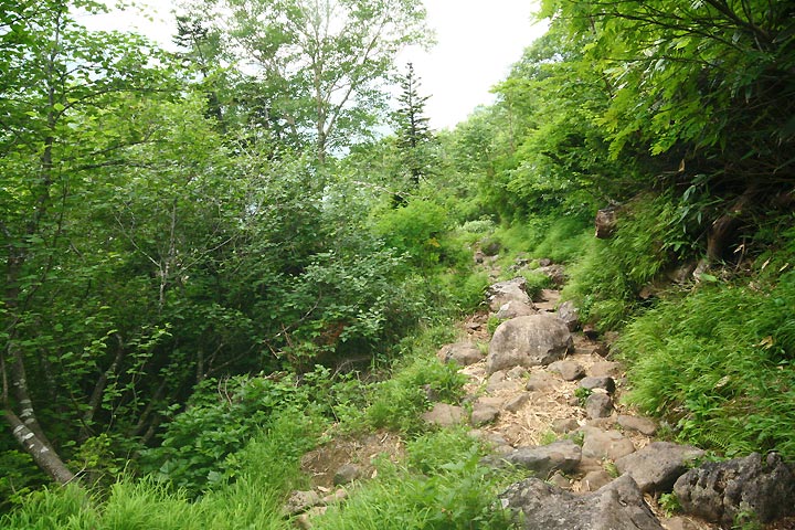 白馬大池から蓮華温泉へ下る登山道は岩がむき出しの歩きにくい道