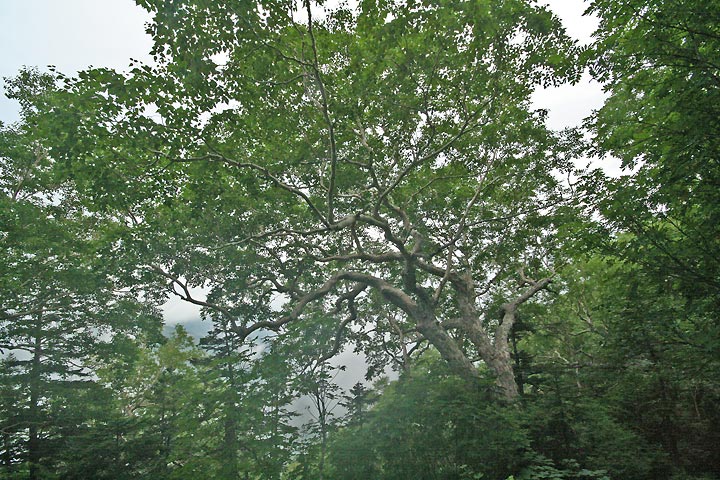 ダケカンバの巨木