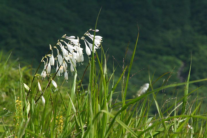 北アルプス朝日岳草原に咲くオオバギボウシの白い花