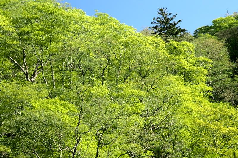 稲包山赤沢峠の新緑