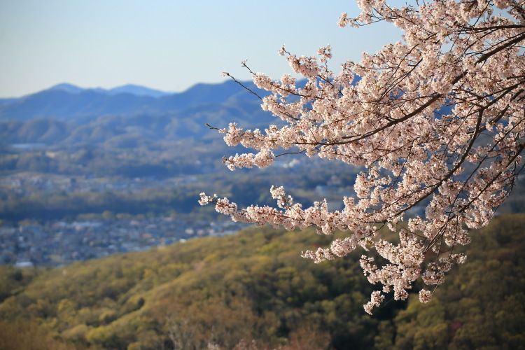 鐘撞堂山満開の桜