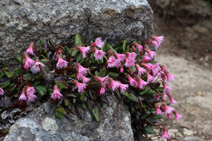金峰山アカバナヒメイワカガミの花