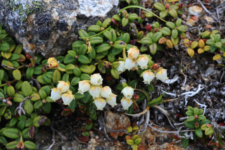金峰山のコメバツガザクラの花