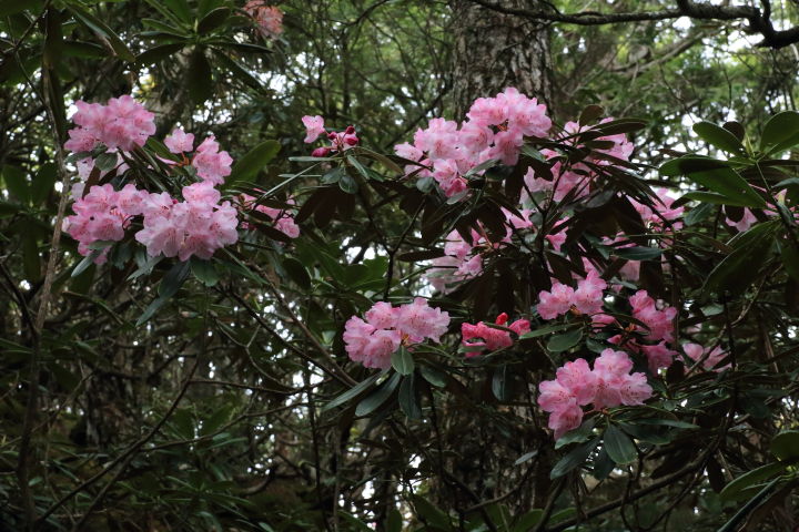 金峰山アズマシャクナゲの花