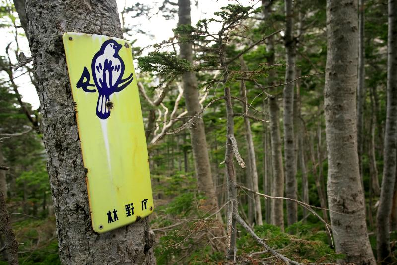 八ヶ岳県界尾根深い森