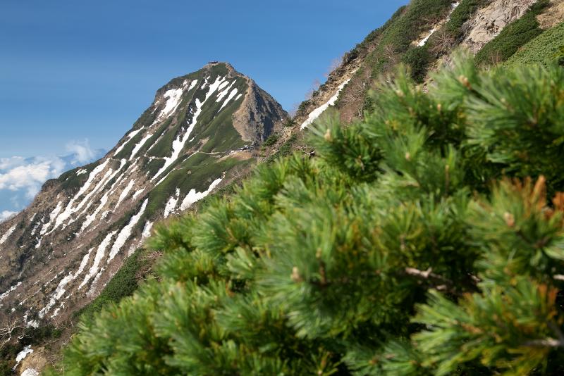 八ヶ岳杣添尾根から赤岳山頂を見上げる
