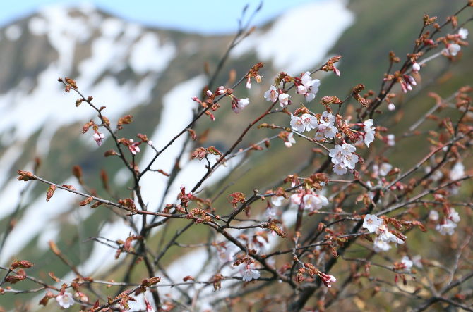 谷川岳オキの耳山頂直下に咲くミネザクラ