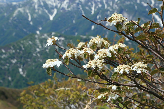 茂倉岳白いアジサイのような花をつけるのはオオカメノキ（別名ムシカリ）
