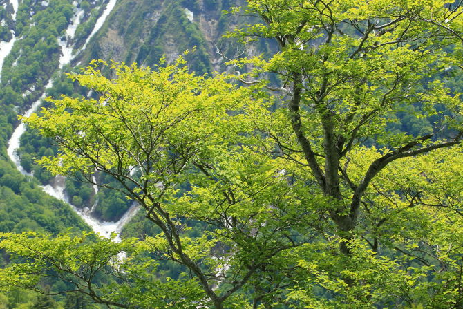 谷川岳・茂倉岳クロベの森を抜けると新緑のブナが出てきます