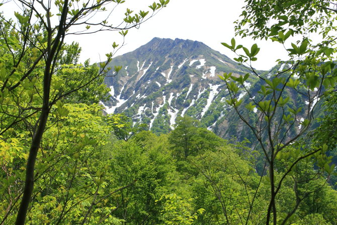 茂倉岳木々の向こうに見える万太郎山