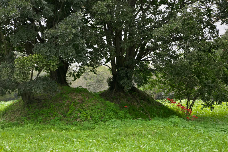 鹿島古墳群の巨木
