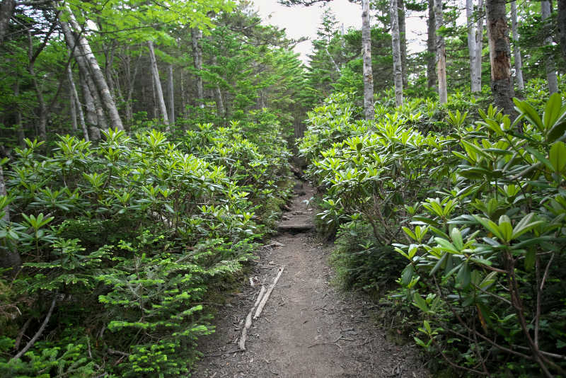 木賊山最後の登りは、合流点から平坦な尾根道を１０分程歩きます。辺りはシャクナゲと針葉樹の深い森