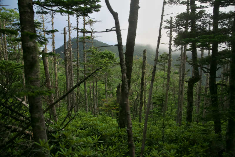 木々の隙間から甲武信ヶ岳の三角の山が見えるけど、写真右側に見えるはずの三宝山はガスに包まれて見えず