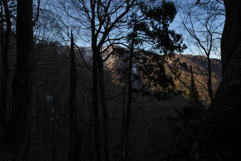 暗い森の向こうに見える白神山地