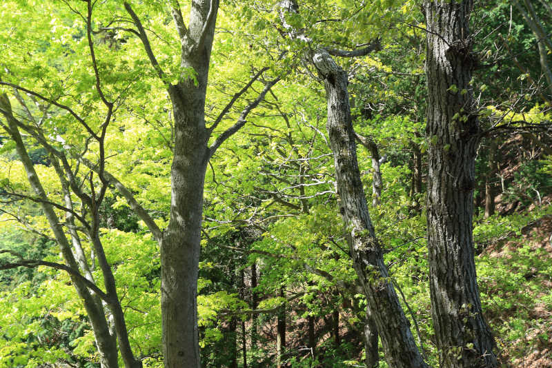 奥武蔵二子山新緑の森は見てるとキモチよくて本当にいいですね