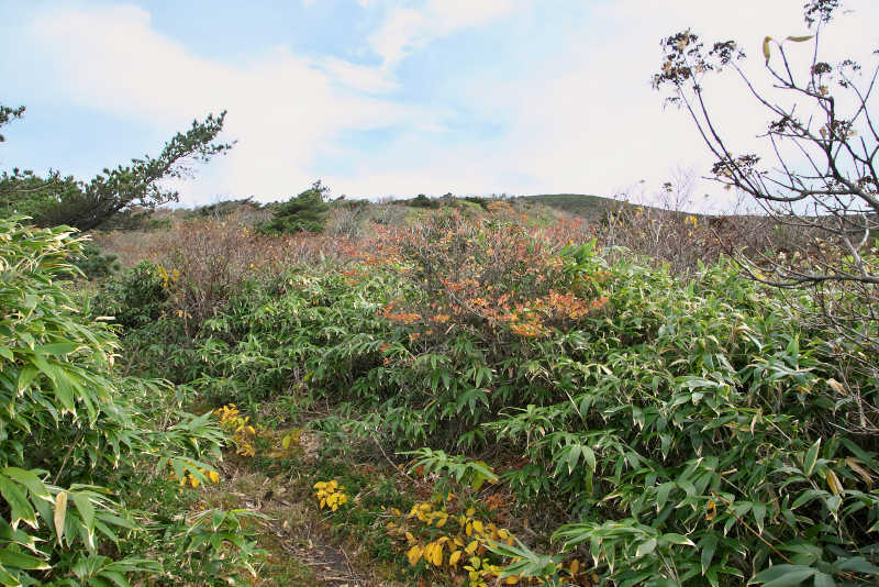 安達太良山の灌木地帯