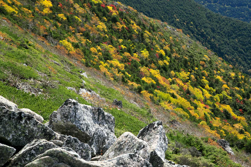 金峰山秋山肌はダケカンバやナナカマドの紅葉