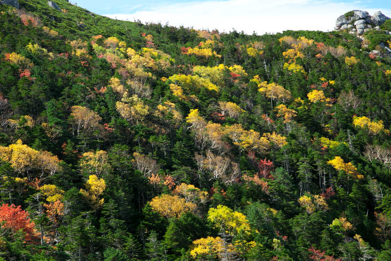 金峰山秋針葉樹の緑色とダケカンバの黄色とナナカマドの赤色が見せる最高の景色