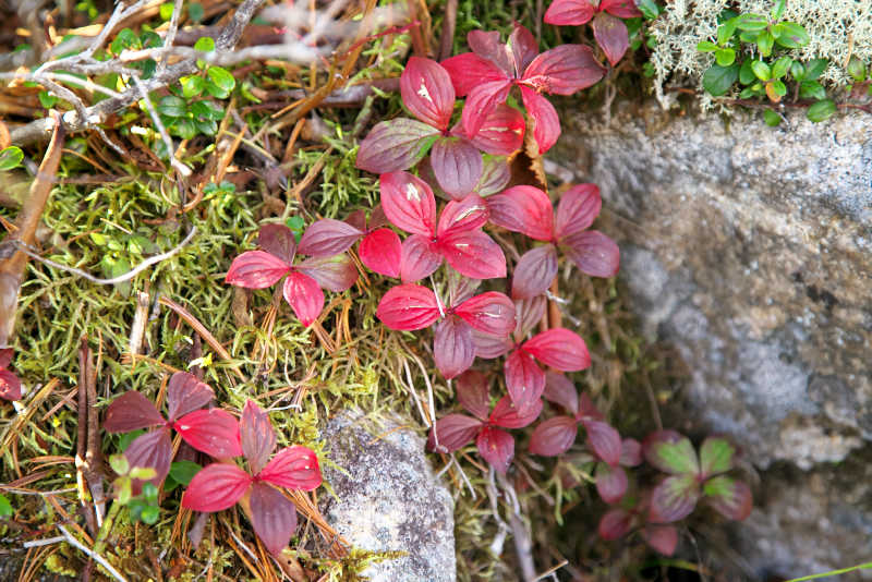 金峰山秋地面の草花もしっかり紅葉。こちらはゴゼンタチバナ