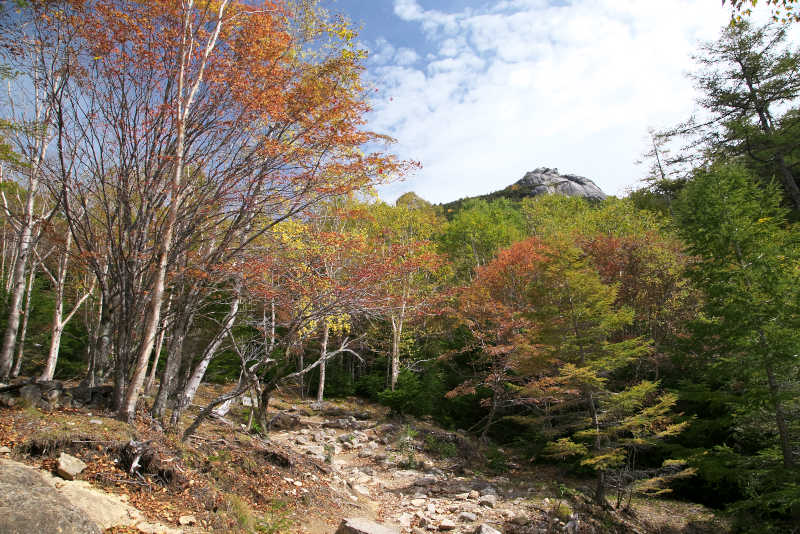 金峰山秋大日山荘付近の森も秋色模様。右奥には先ほど居た大日岩が見えます