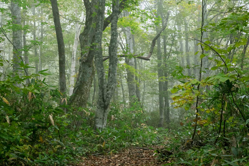 黒姫山霧に包まれたブナの森の中はすごく静寂