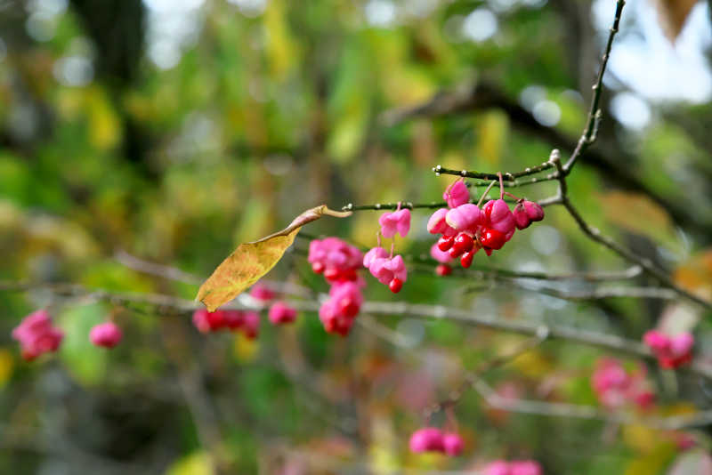 黒姫山真っ赤な実をつけたマユミの木。古池湖畔にて