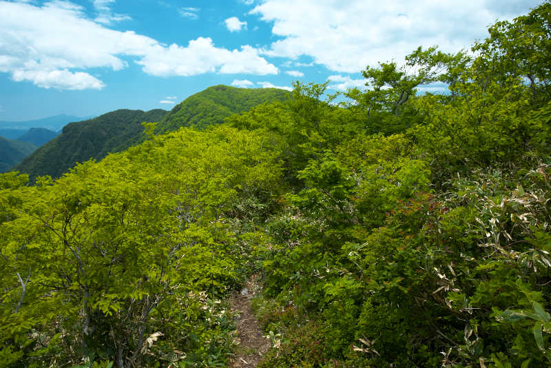 大源太山を真正面に捉えながら藪の中へ。蒸し暑くてヘロヘロ。