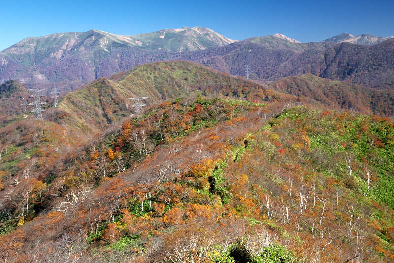 秋、紅葉の稲包山キワノ平ノ頭まで続く尾根道の向こうには谷川連峰の仙ノ倉山や平標山が見えます