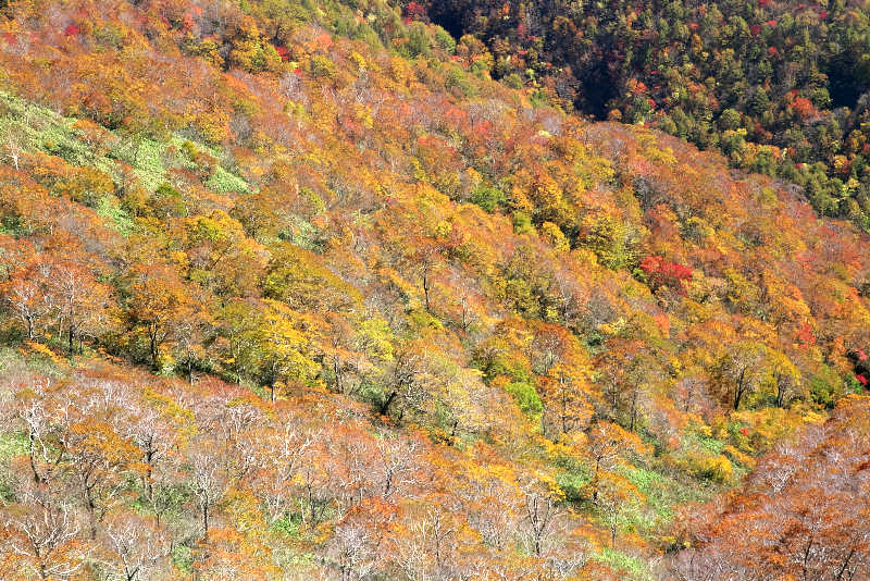 秋、紅葉の稲包山山肌は紅葉一色