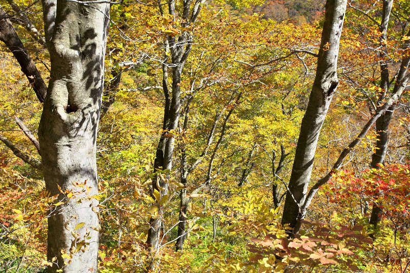  黄金色に輝くブナの森。三国路自然歩道では見事な紅葉の森が延々と続いていました