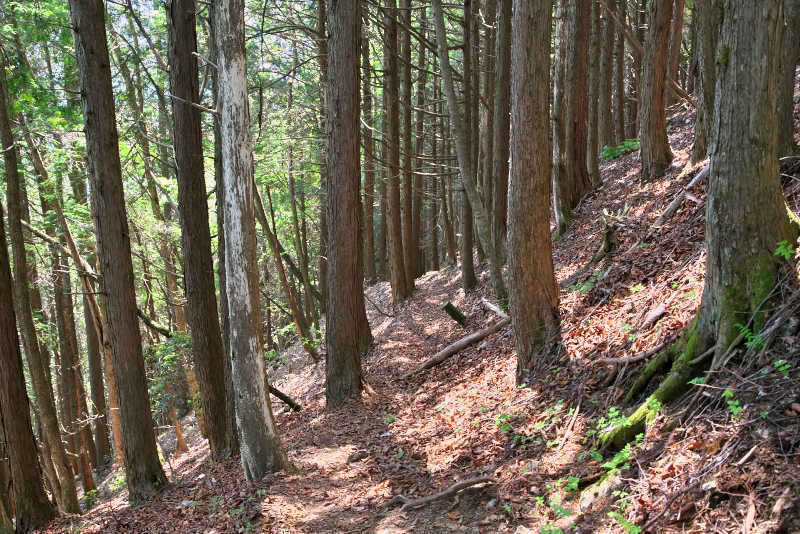 スギ・ヒノキの人工林が続く単調な森の中を下ってまずは笹平へ