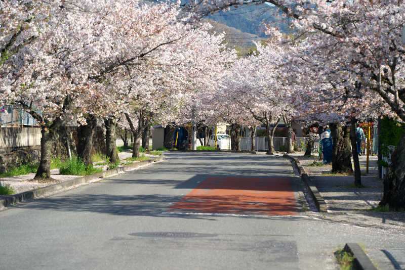北桜通りの桜並木