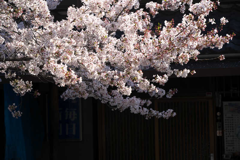 北桜通りの桜も満開のピークを過ぎてやや散り掛け