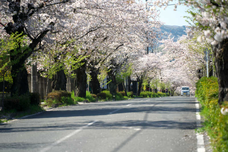 長瀞駅へ向けて歩くも桜並木