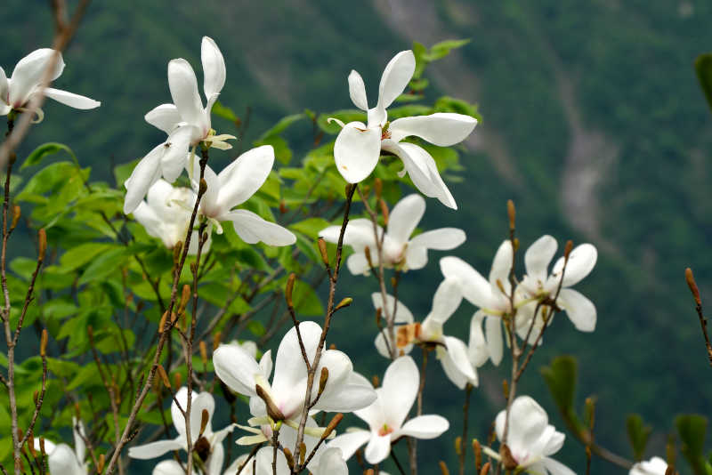 タムシバの花々